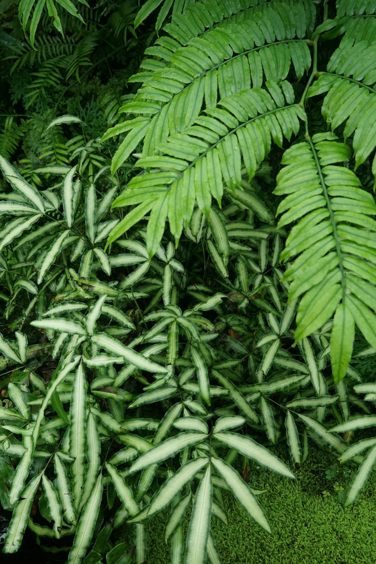 Luz sobre hojas tropicales del Lincoln Park Conservatory