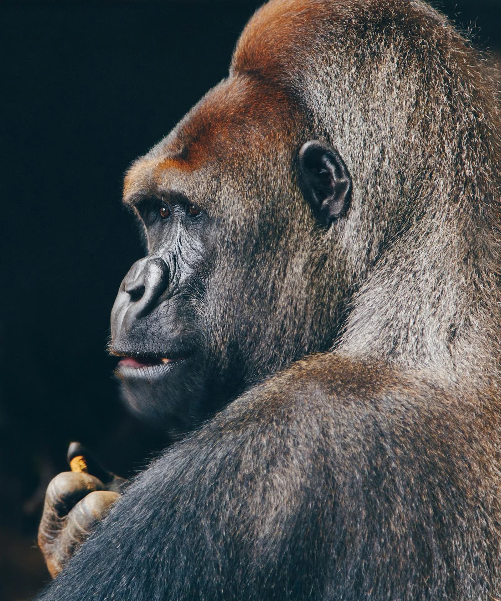 Retrato de un gorila fotografiado en Lincoln Park Zoo